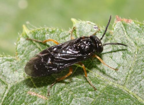 Dulophanes morio